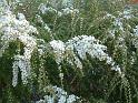 Leptospermum flavescens 'Cardwell'